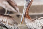 pelicano_pardo_o_buchon05