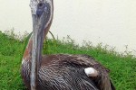 pelicano_pardo_o_buchon02