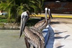 pelicano_pardo_o_buchon03