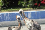 pelicano_pardo_o_buchon04